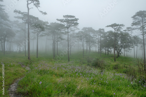 Pine forest in the rainy season in northern Thailand