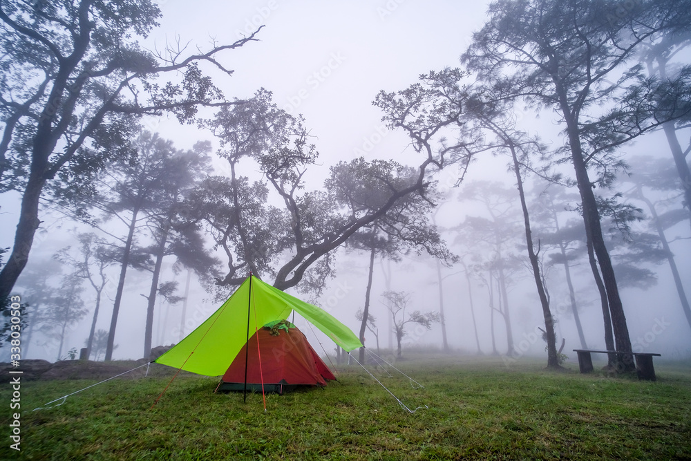 Pine forest in the rainy season in northern Thailand