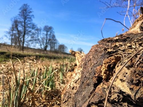 dead tree in the field