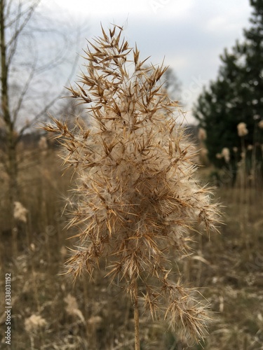 dry grass in the snow