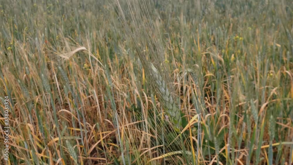 view of green wheat spikes in a field view of green wheat spikes in a field