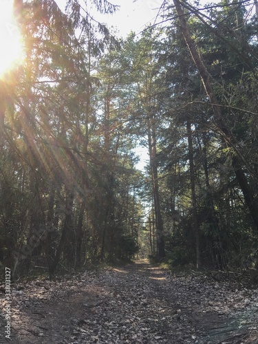 sun rays through the forest