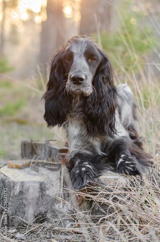 Cute clever obedient spotted grey and black dog russian spaniel breed in morning forest or park on stump