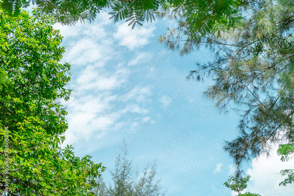 Fototapeta premium Green foliage background cloudy sky.CR2