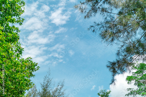 Green foliage background cloudy sky.CR2