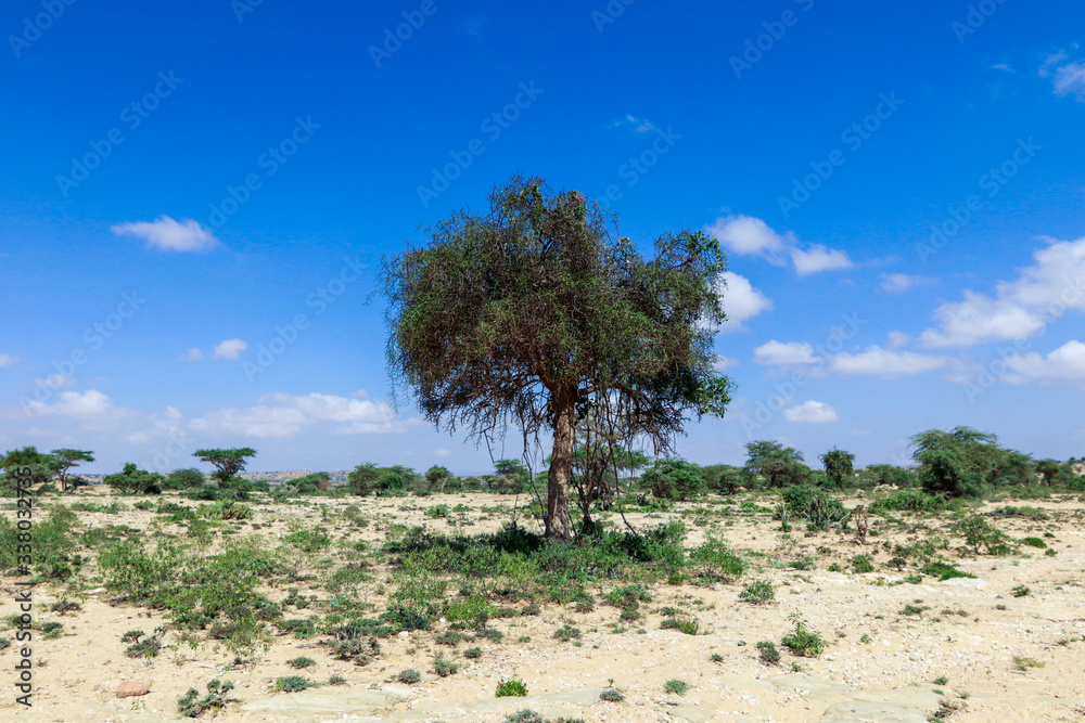 Panoramic View to the Valley Behind of Laas Geel Rocks near Hargeysa, Somaliland 