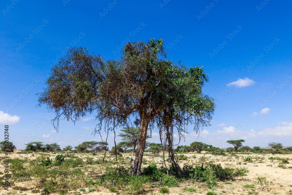 Panoramic View to the Valley Behind of Laas Geel Rocks near Hargeysa, Somaliland Panoramic View to the Valley Behind of Laas Geel Rocks near Hargeysa, Somaliland