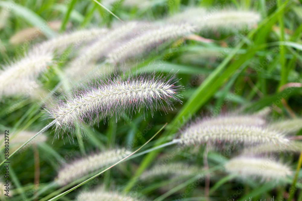 Green Setaria viridis swaying in the autumn breeze Green Setaria viridis swaying in the autumn breeze