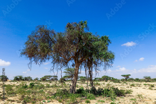 Panoramic View to the Valley Behind of Laas Geel Rocks near Hargeysa  Somaliland 