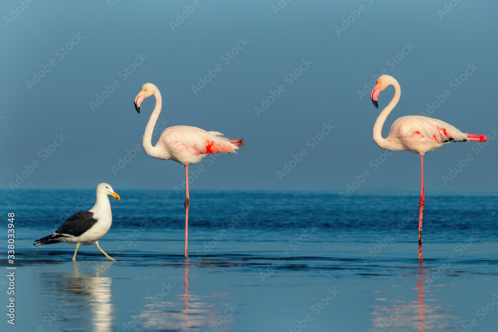 Obraz premium Two large flamingos and one seagull walk on a blue lagoon on a sunny morning