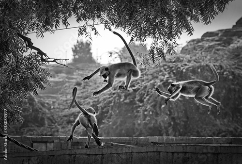 Fototapeta Naklejka Na Ścianę i Meble -  Three monkeys running and jumping
