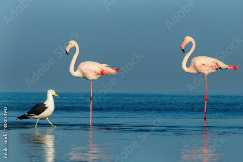 Two large flamingos and one seagull walk on a blue lagoon on a sunny morning