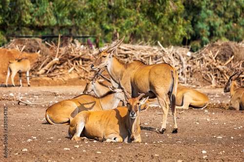 Fototapeta Naklejka Na Ścianę i Meble -  Herd of antelopes