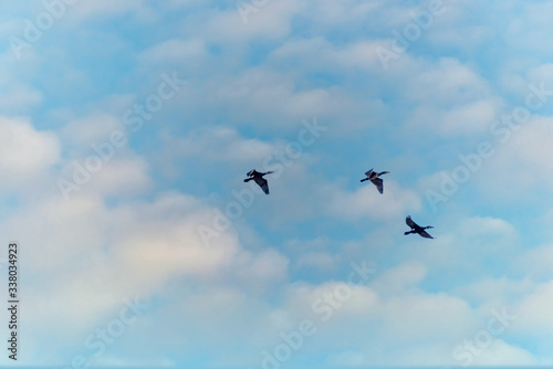 Black Cormorants Flying in Formation in a Blue Sky over the Baltic Sea