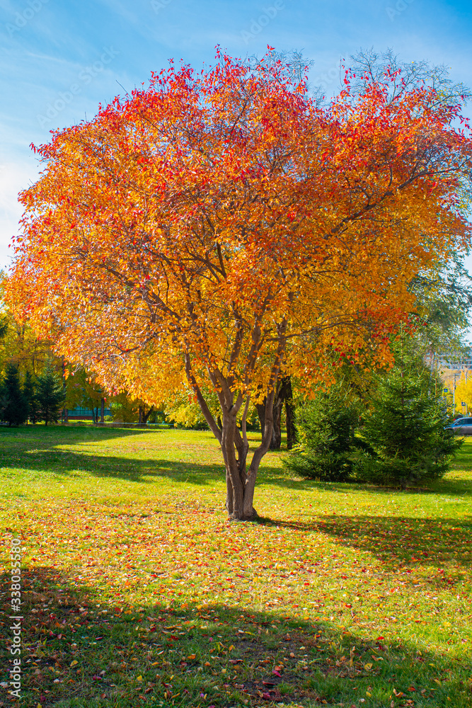 autumn trees in the park autumn trees in the park