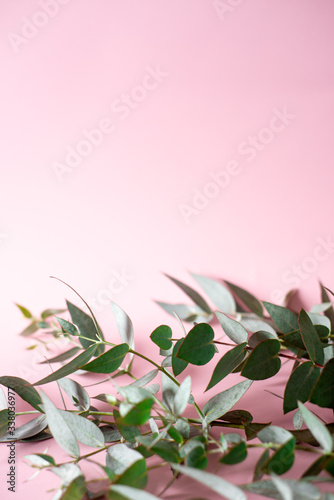 Trendy bouquet of fresh eucalyptus branches on a pink background for a minimalistic eco concept.