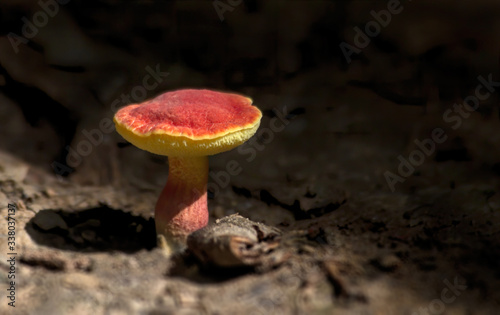 Red Mushroom in Woods