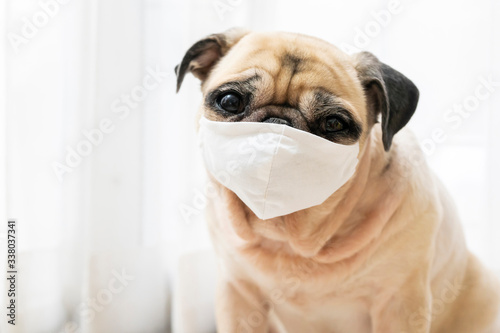 Pug dog wearing medical mask for protection COVID-19