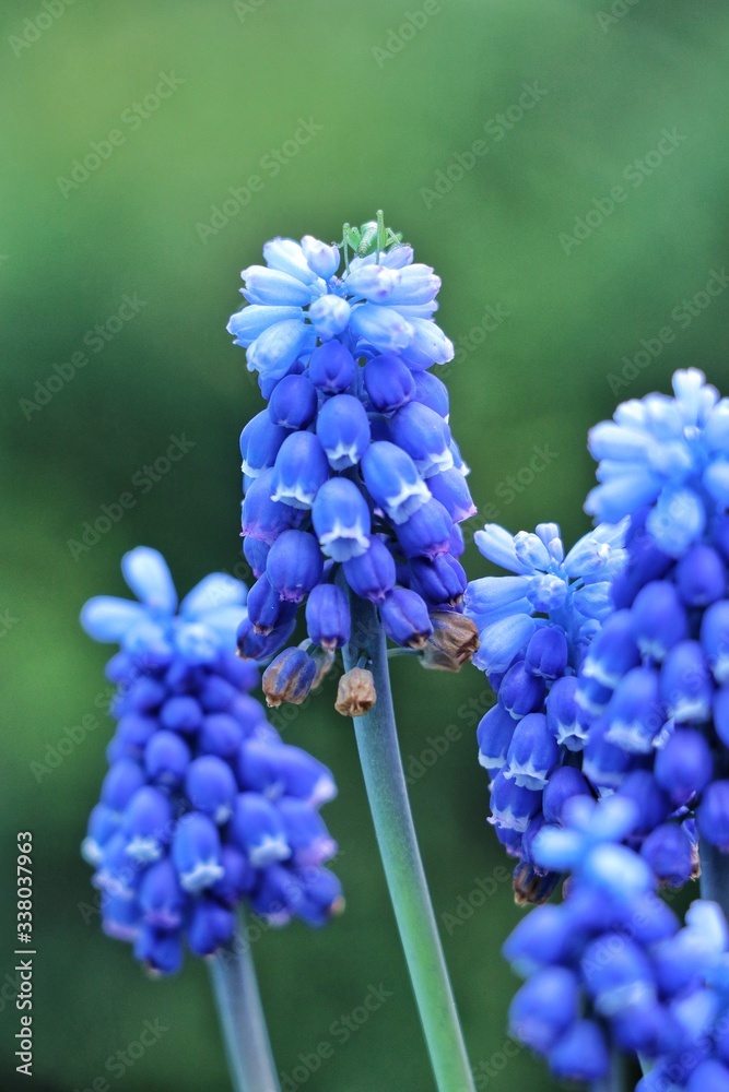 small blue flowers on a green background small blue flowers on a green background