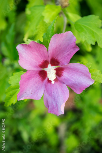 Flor morada sobre fondo verde