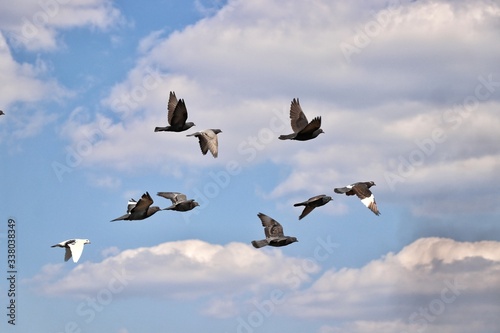 flock of pigeons letin against the sky