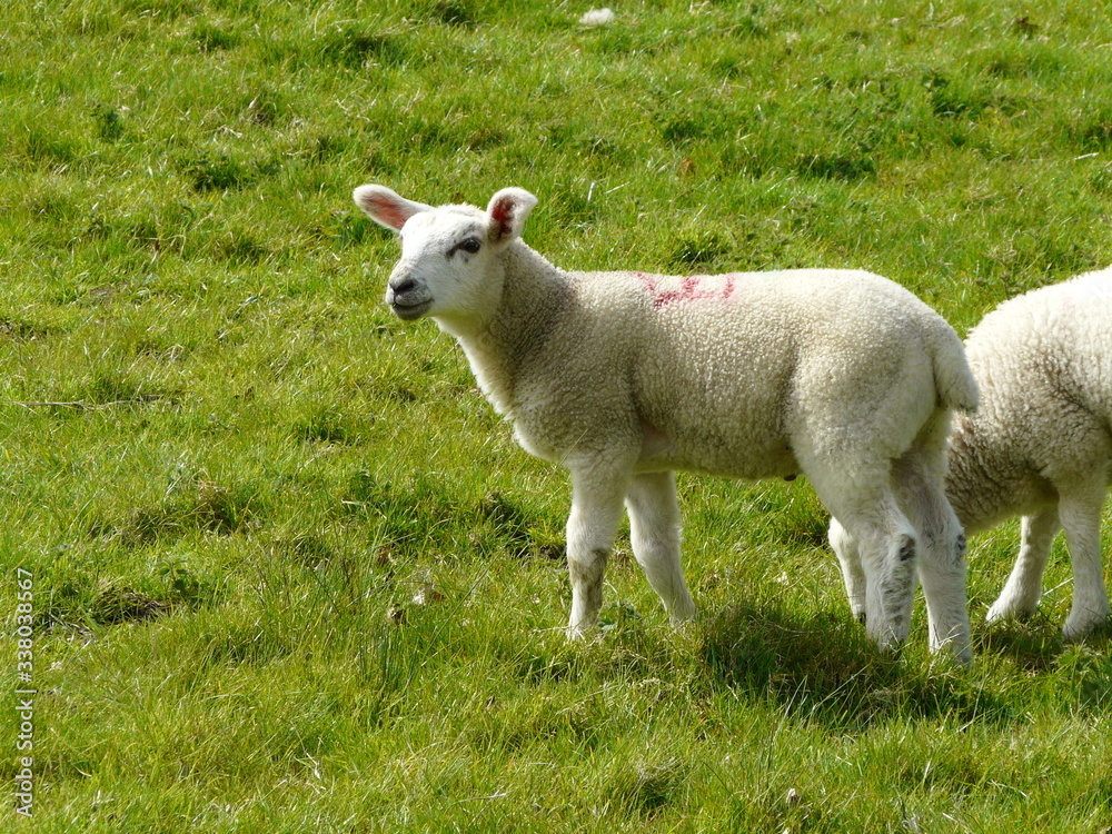 Obraz premium sheep in a field