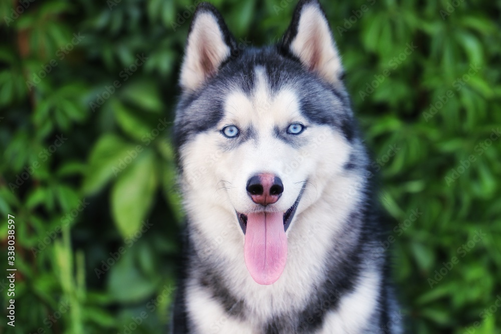 portrait of siberian husky dog on a background of green leaves