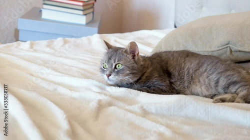 Grey cat with green eyes resting and relaxing on white bed. Kitten tries to sleep. Happy pet at home.