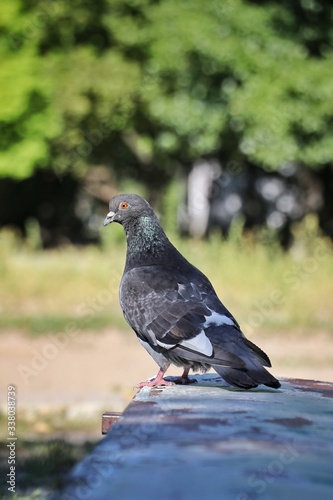 a dove sits on the edge of a bench