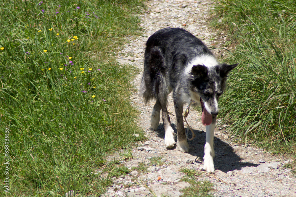 Fototapeta premium Dog walking on a country path in the sun
