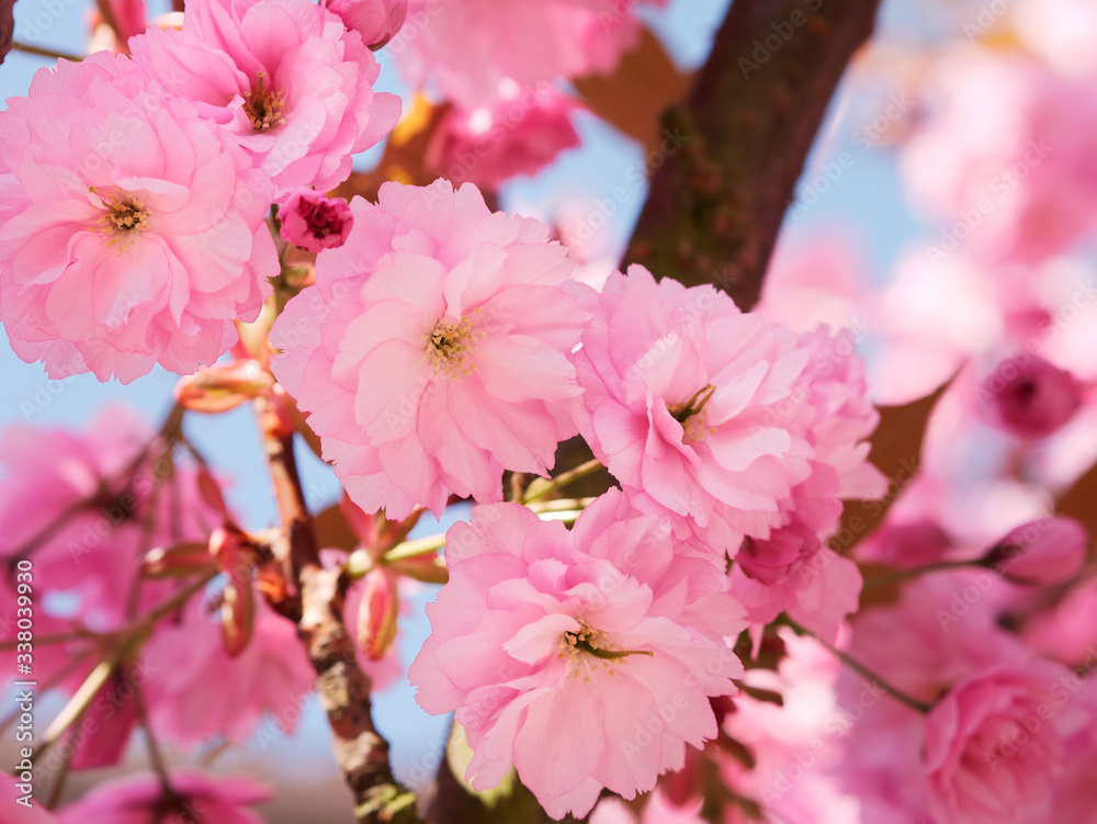 Pink cherry flowers blooming in spring.