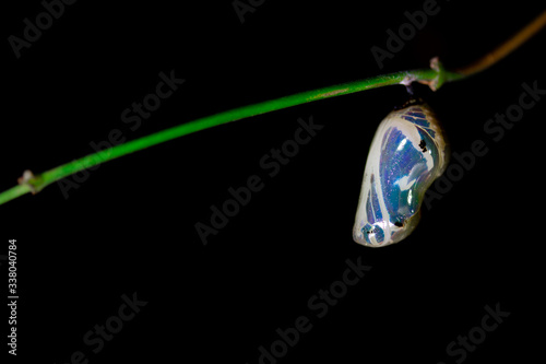 Foto Common crow butterfly chrysalis hanging from vine side on right side light
