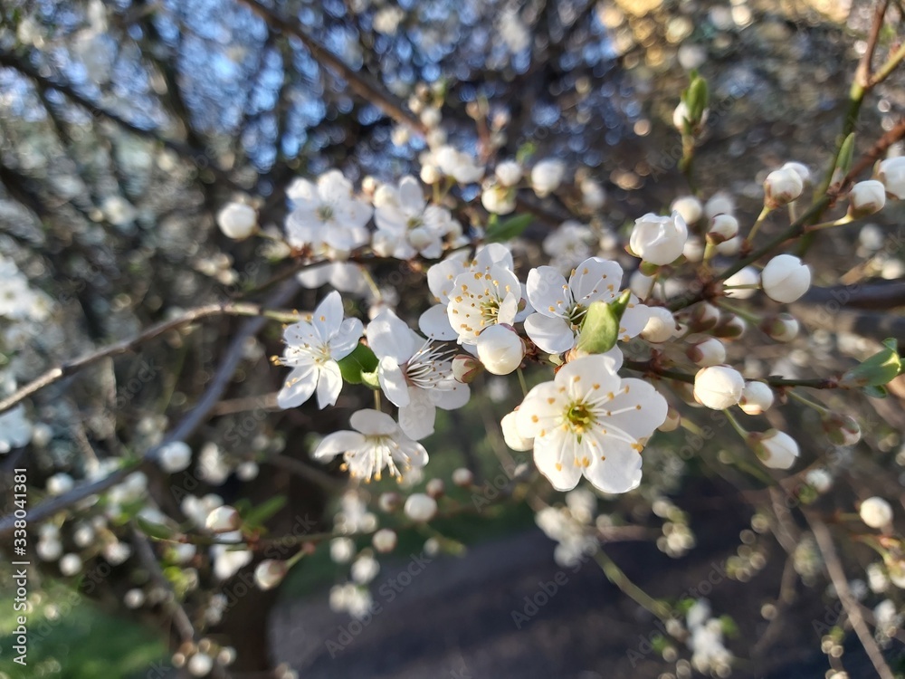 Obraz premium cherry tree blossom