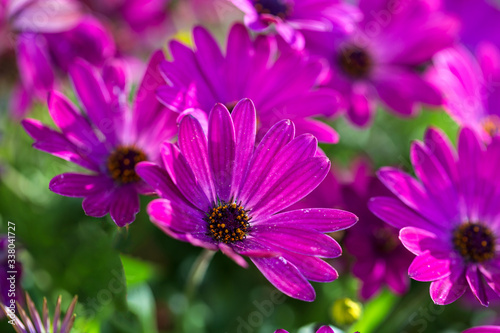 Close up Osteospermum violet African daisy flower. Purple wild flower with focus on pollen with shallow depth of field. dark pink chamomile. Floral backdrop with pink flowers
