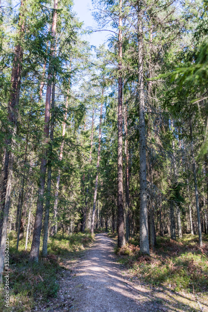 Spring Forest in Northern Europe with Bare Trees Spring Forest in Northern Europe with Bare Trees
