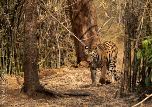 Tiger coming out from bamboo forest at Tadoba Andhari Tiger Reserve  India