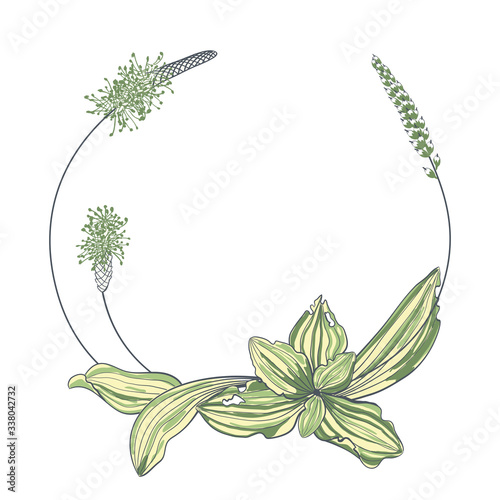 Plantain plant with flowers  leaves and seeds  ears  isolated on white background.