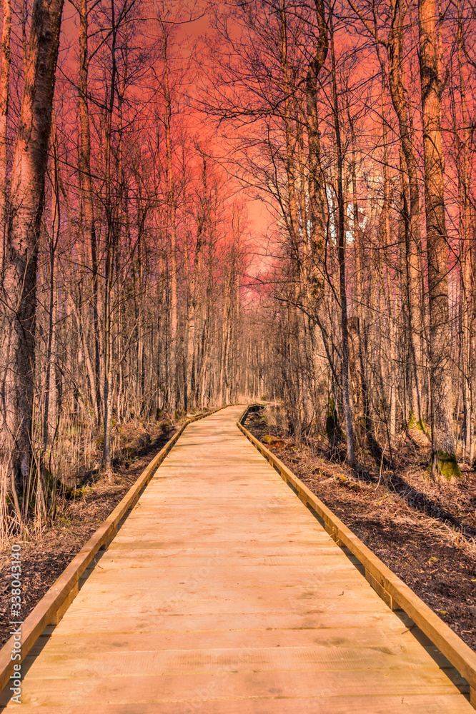 Wooden Path through Wetlands in Spring in Northern Europe at Sunset Wooden Path through Wetlands in Spring in Northern Europe at Sunset