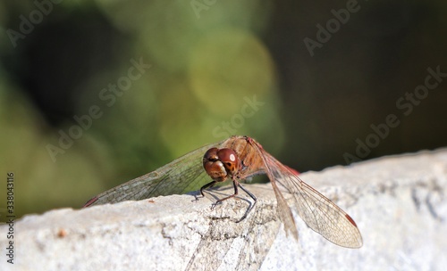 dragonfly insect sits close-up