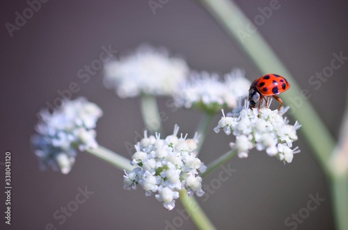 ladybug sitting on white flowers