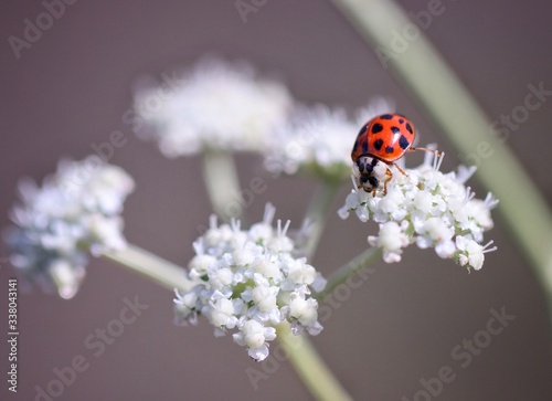 ladybug sitting on white flowers