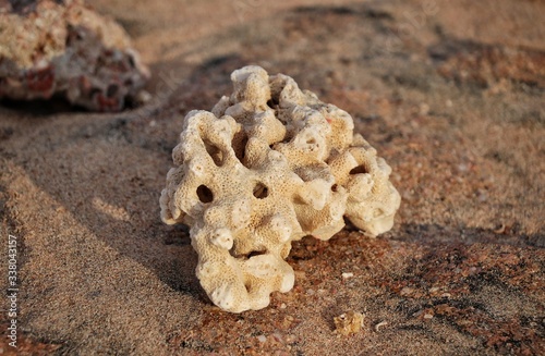 stone coral lies on the sand by the sea.