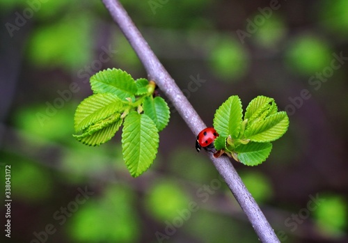 ladybug on a branch with green leaves