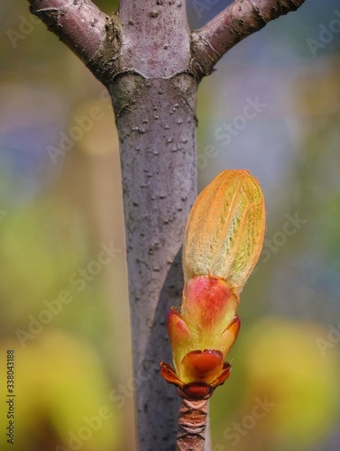 Young buds on a chestnut branch