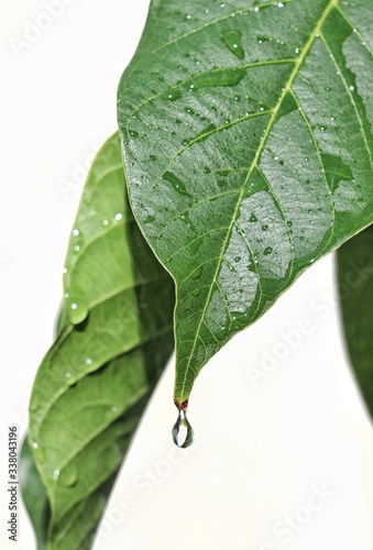 a drop of water drains from a green leaf