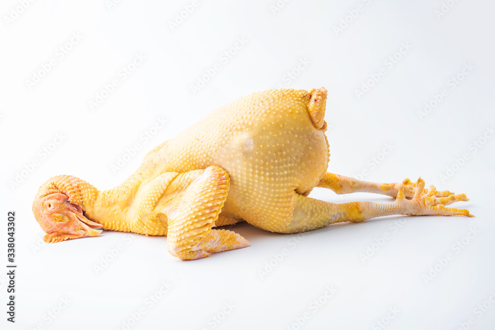 Fototapeta premium A fresh fat chicken on white background