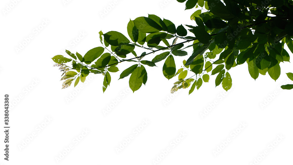 Green tree branch isolated on white background