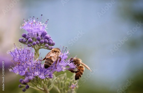 2 bees collect nectar