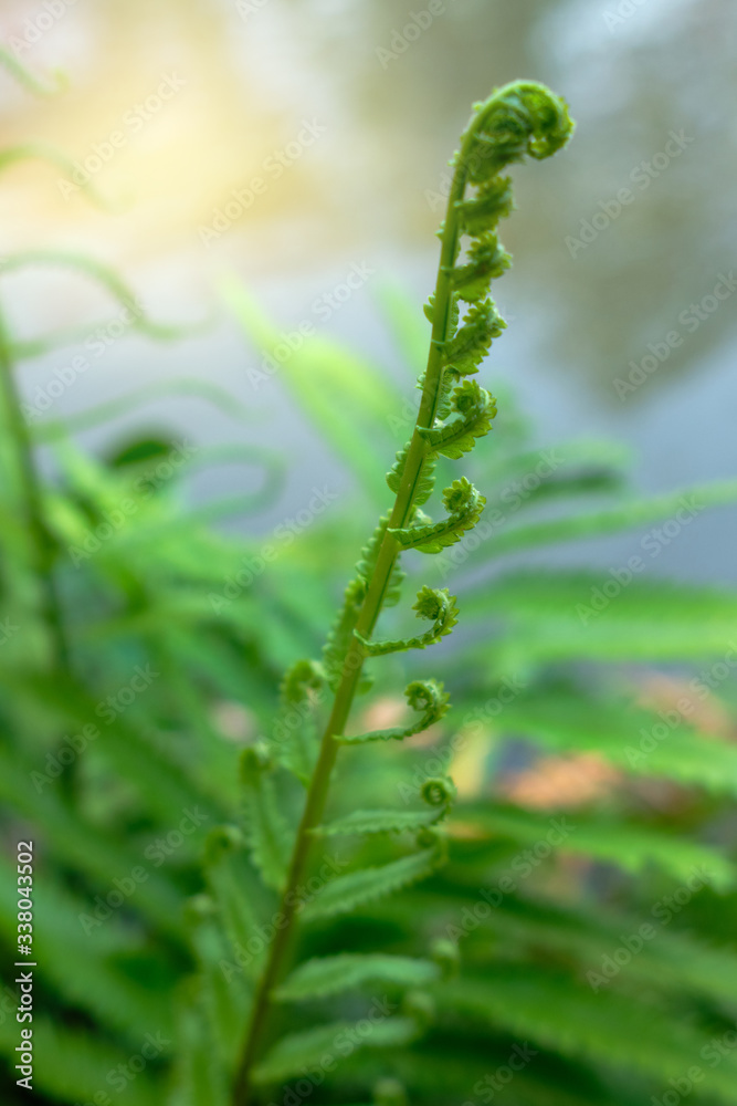 beautiful green fern leaf closeup beautiful green fern leaf closeup