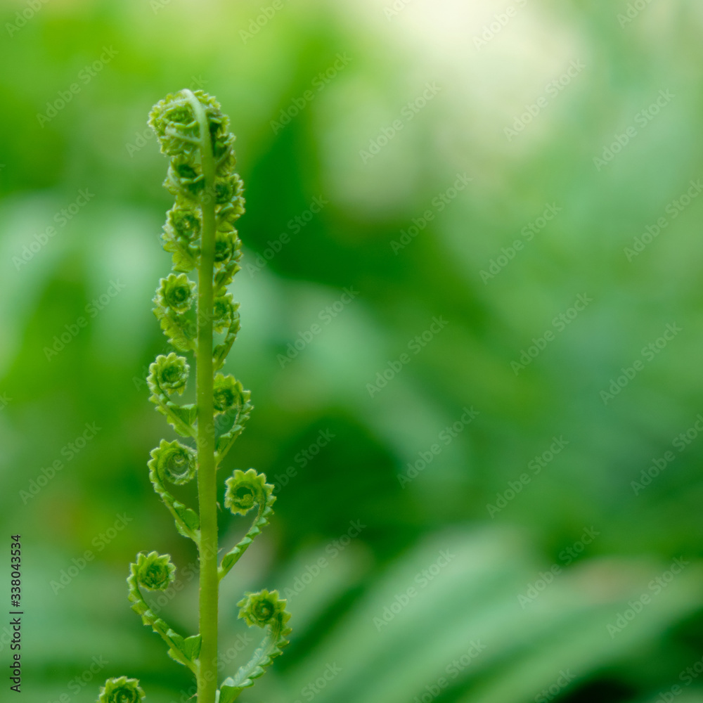 beautiful green fern leaf closeup beautiful green fern leaf closeup